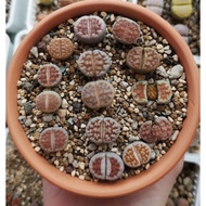 lithops set 生石花 *ready stock*