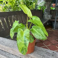 TKL - Philodendron Florida Ghost/Philodendron Paraiso Verde 幽灵蔓绿绒/绿天堂蔓绿绒