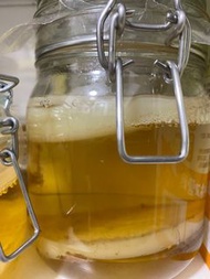300g 優質高活性康普茶DIY包 Kombucha Scoby 紅茶菌📦SF快遞到付