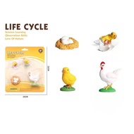 Teaching Resources Life Cycle of Chicken Models