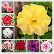 [Easy Growing]100% 1Pc Real Multi als Desert Rose Seeds CFK4 100% 1Pc Real Multi-al Adenium Obesum S