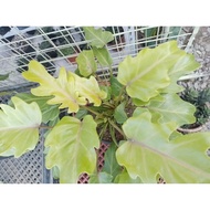 Golden Xanadu     Philodendron