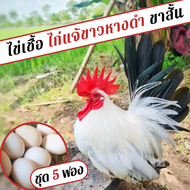 ไข่เชื้อไก่แจ้ขาวหางดำ ชุด 5 ฟอง