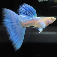 (Guppy) Albino Sky Blue ~ 1 pair (1male 1 female)