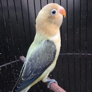 Adeeva Point | Burung Lovebird | Biola PB Ewing Vio