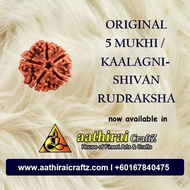 5 (five) Mukhi Rudraksha Bead