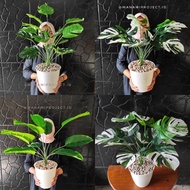 Artificial Monstera + POT Artificial Banana Tree/s Artificial Palm Tree/s Artificial Banana Tree/s A