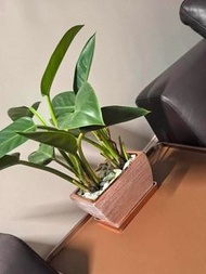 長方形陶瓷花盆 室內蝴蝶蘭專用 電鍍金色/玫瑰金色
