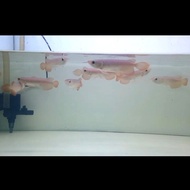 ikan arwana/arowana super red baby 10cm