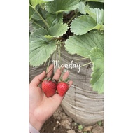 Link co WEIGHT 1kg 50k