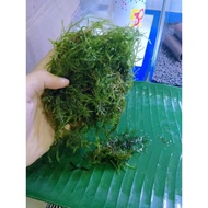 Java Moss (big pack)