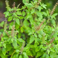 Tulsi Holy Basil live plant Ready Stock Thulasi Krishna Black Tulasi Ramar Tulsi Rama Tulsi
