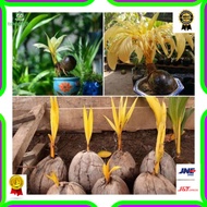 Dijual BAHAN BONSAI KELAPA ALBINO GOLDEN (ASLI) UNIK DAN LANGKA Diskon