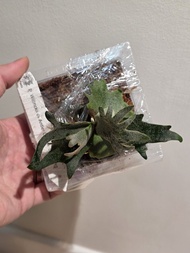 侏儒鹿角皇冠鹿角蕨 P. Willinckii cv. Antler Crown sporeling