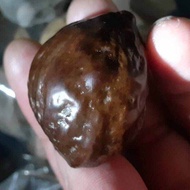 muncang adu yanti murah ori garut batok tebal terkuat