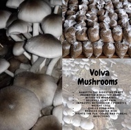 Volva mushroom spawn 500g Binhi ng Kabuteng Saging