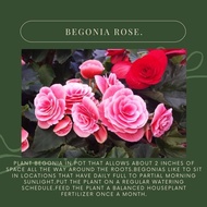 Phy - Begonia Rose  海棠玫瑰