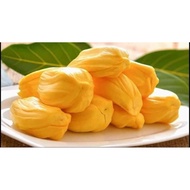 pokok nangka madu j33/pokok nangka kawin