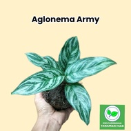 tanaman hias aglonema srirejeki armi - blanceng sri rejeki army hijau