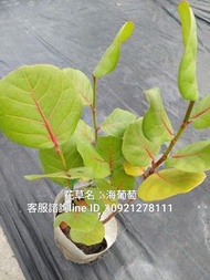 海葡萄.觀葉植物.網美植物.台南