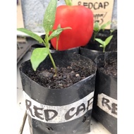 ANAK POKOK CAPSICUM MERAH • RED BELL PAPER • ANAK POKOK CILI BENGGALA