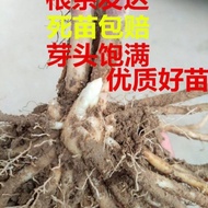 biji benih bunga/biji benih sayur sayuran/Asparagus Seedling Roots Asparagus Three-year Extra Large Vegetable Seedlings