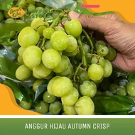 ANGGUR HIJAU AUTUMN CRISP