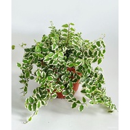 MC-FICUS pumila/creeping fig underwear | live plant underwear/gardening/sunflower/coriander/children