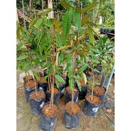 Pokok Durian Musang King / D197