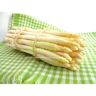 White asparagus 5 seed 白芦笋 种子 5粒