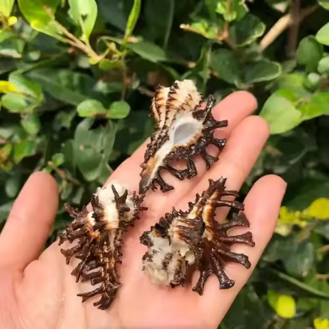 Black Bone Snail Natural Shell Conch Fish Tank Aquarium Aquarium Hermit Crab Replacement Shell