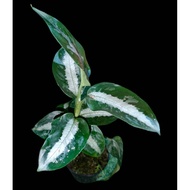 Sindo - Aglaonema Nebulosum Sp Borneo Live Plant HLZBKF9SFA