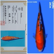 Ikan Koi Import Sanke farm Izumiya 28cm Koi Sanke Impor jepang