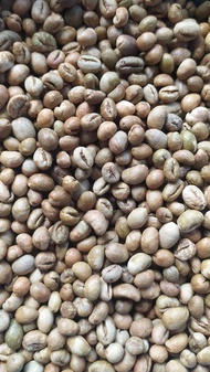 Biji Kopi Mentah/Kopi Lanang 1Kg biji tunggal/Robusta/Petik merah