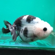 Ikan mas koki ranchu cow ranchu sapi kode 004