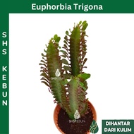 Euphorbia Trigona Succulent Pokok Indoor Outdoor Cactus Live Plant SHS Kebun