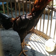 TELUR TETAS AYAM BIRMA ASLI HIJAU