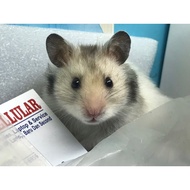 PRELOVED Hamster Wheel | Acrylic Hamster Maze | Hamster Toy Hideout Tunnel | Hamster House | Hamster