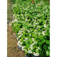 pokok bunga tahan panas/air mata duyung/naga , Outdoor' polybag (9x9)