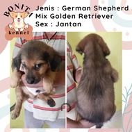Herder Mix Golden Retriever Anak Anjing German Sherpherd Mix Golden