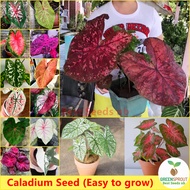 [Fast Delivery] 100pcs Rare Mix Caladium Seeds Bonsai Seeds for Planting Flowers Potted Ornamental Plants Indoor Real Plant Gardening Flower Seeds Easy To Grow Singapore ohh my hippoh Air Purifying Caladium Live Plants for Sale Outdoor Garden Decor