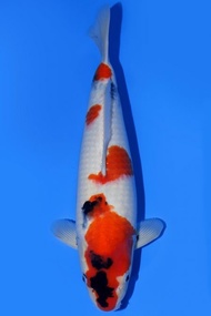 Ikan Koi Import Jepang Showa Dainichi 49 cm