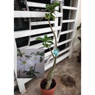 Adenium Kemboja Desert Rose(Id Putih Ori)