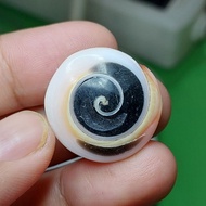 Keong kul buntet lancip bawah warna hitam kuning murah