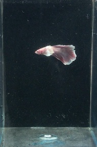 Ikan Cupang Halfmoon Dumbo Ear Lavender Pink / Ikan Hias Air Tawar / Ikan Aquascape