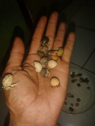 12 keong kelomang balap kecil umang-umang