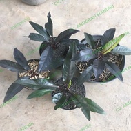 tanaman hias ANTURIUM BLACK MAGIC/tanaman anturium black magic