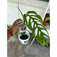 Monstera Esqueleto/Melano/Epi Marble