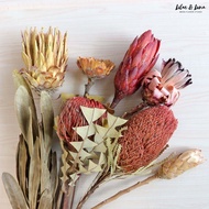 【Ready Stock】Special Rustic Dried Flower Protea Banksia Rare Type Imported for Florist Home Deco Bri