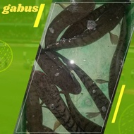 ikan gabus/bogo hidup 2biji